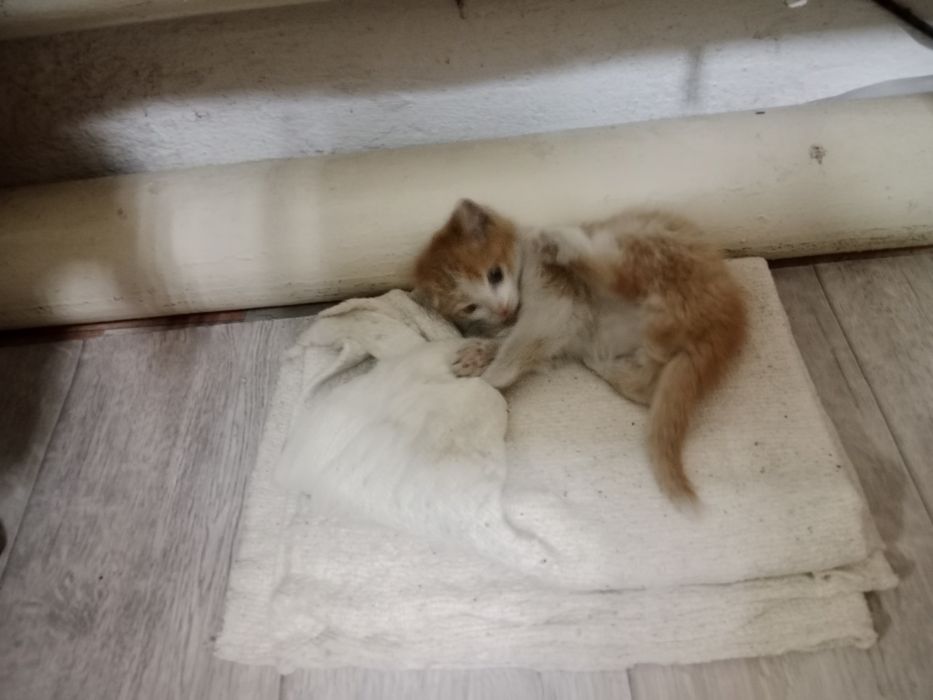 Маленки миленки котенок