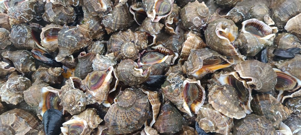 Морски деликатеси Мида, Рапан пресни