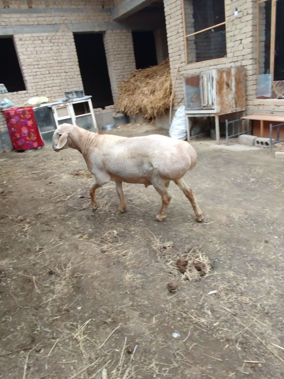 Qoʻchqor Arashan