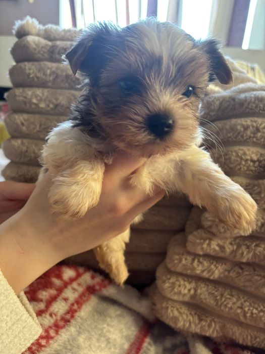 Йорки бивър чудесен подарък