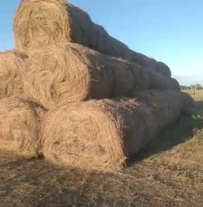 Продам сено в рулонах