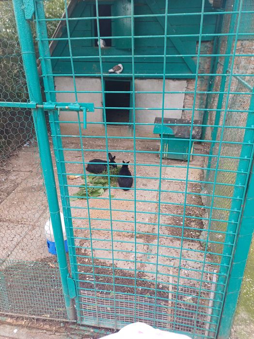 Vând 2 iepuroi tineri