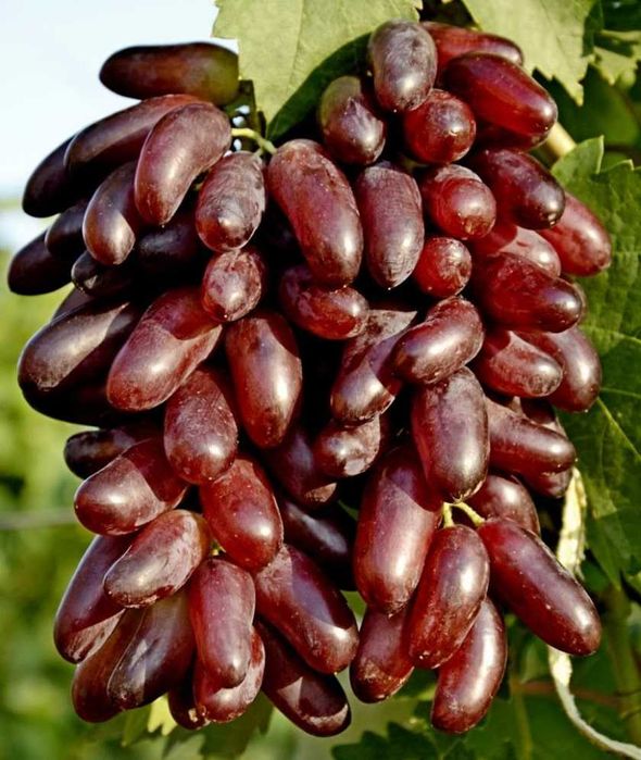 Butasi Vita De Vie Soiul  Carnaval Si Alte Soiuri In Comentariu