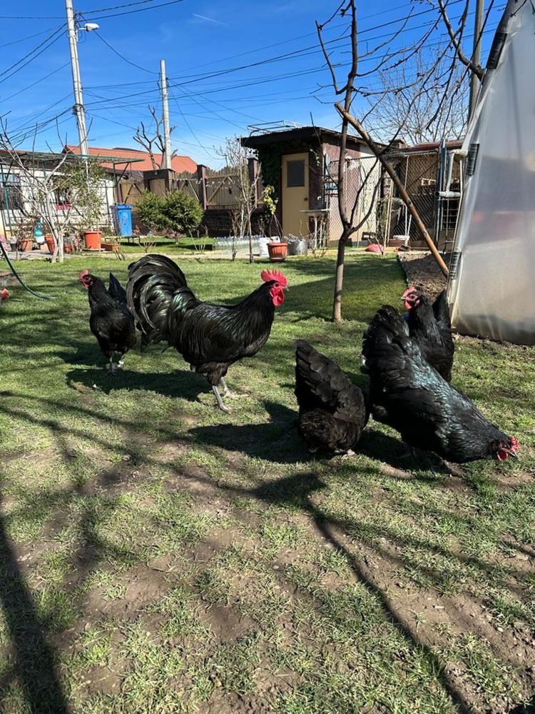 Oua Australorp pentru incubat