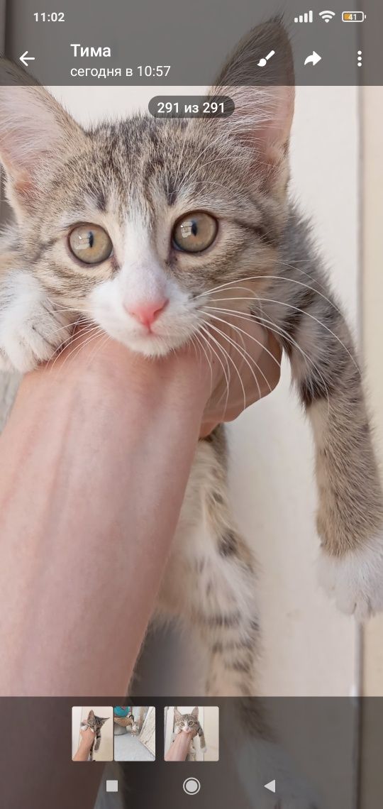 Пристраиваются котята. Родились 20 апреля