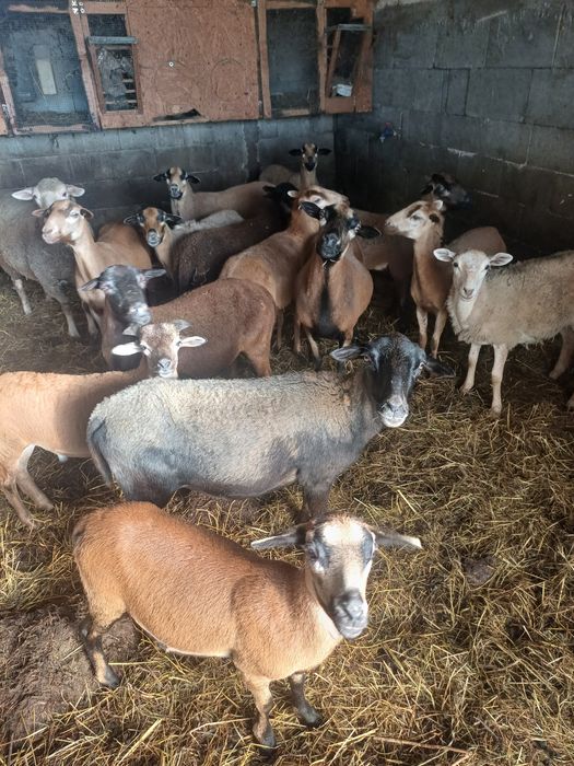 Animale de vanzare