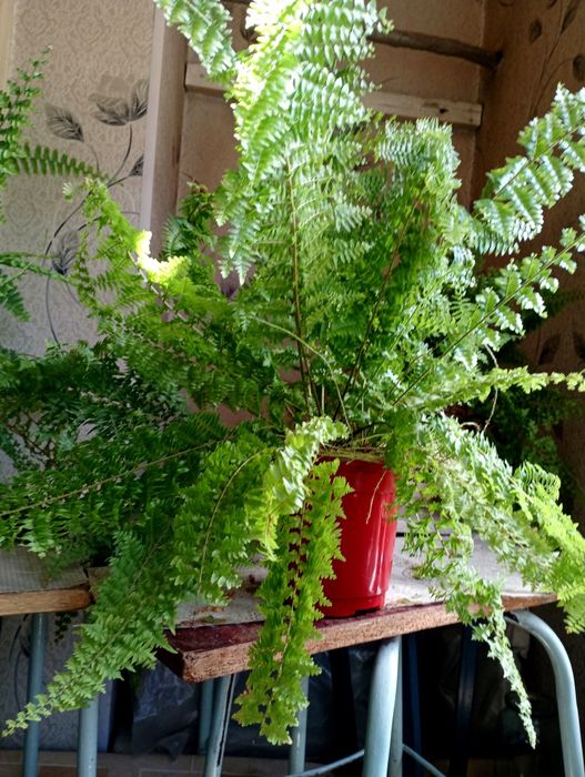 Продам комнатные цветы папоротники, эписции, монстеры, филодендрон