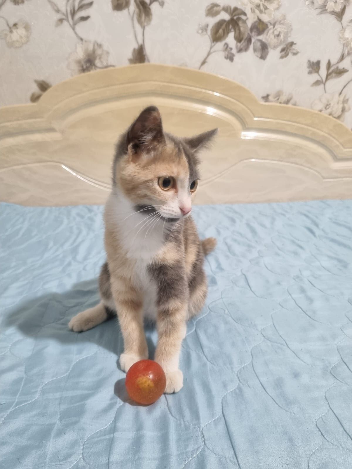 Подарю красивых и умных котят