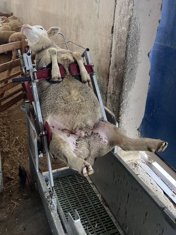 Stand contentie pentru ovine de peste 75 kg. VIR-OVIN MEGA