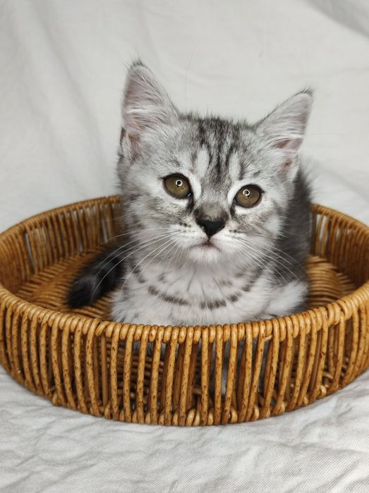 Шотландские котята,скотиш страйт