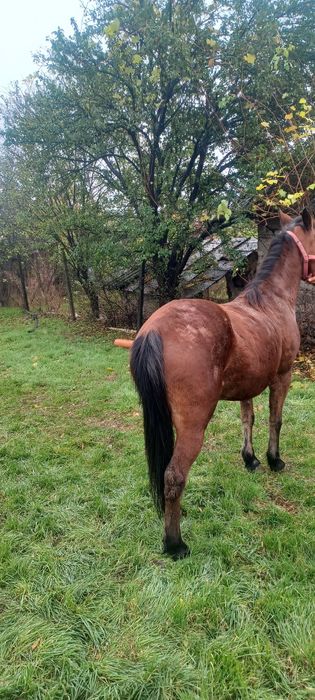 Vînd sau schimb cu viței