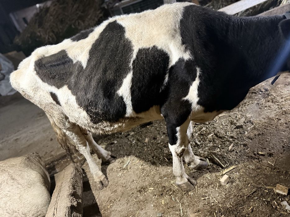 Sigir sotiladi soglom suti bor 4-5 bor orta yosh