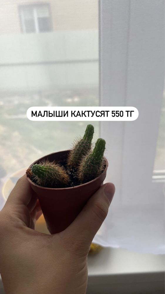 Продам комнатные растения