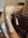 Отдам котенка мальчик бесплатно
