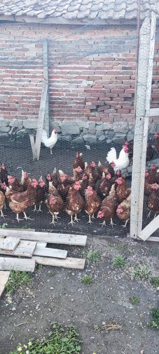 Продавам ярки на пет месеца.Ломан Браун!