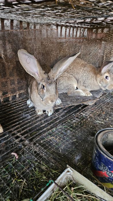 Кролики молодые самки