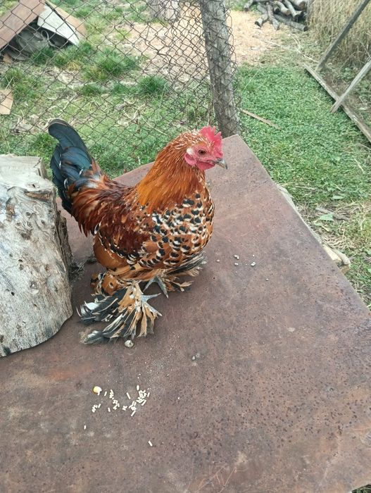 Vând cocoși mii de florii