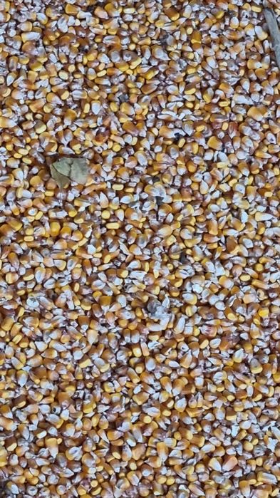 Porumb boabe  1.20 lei