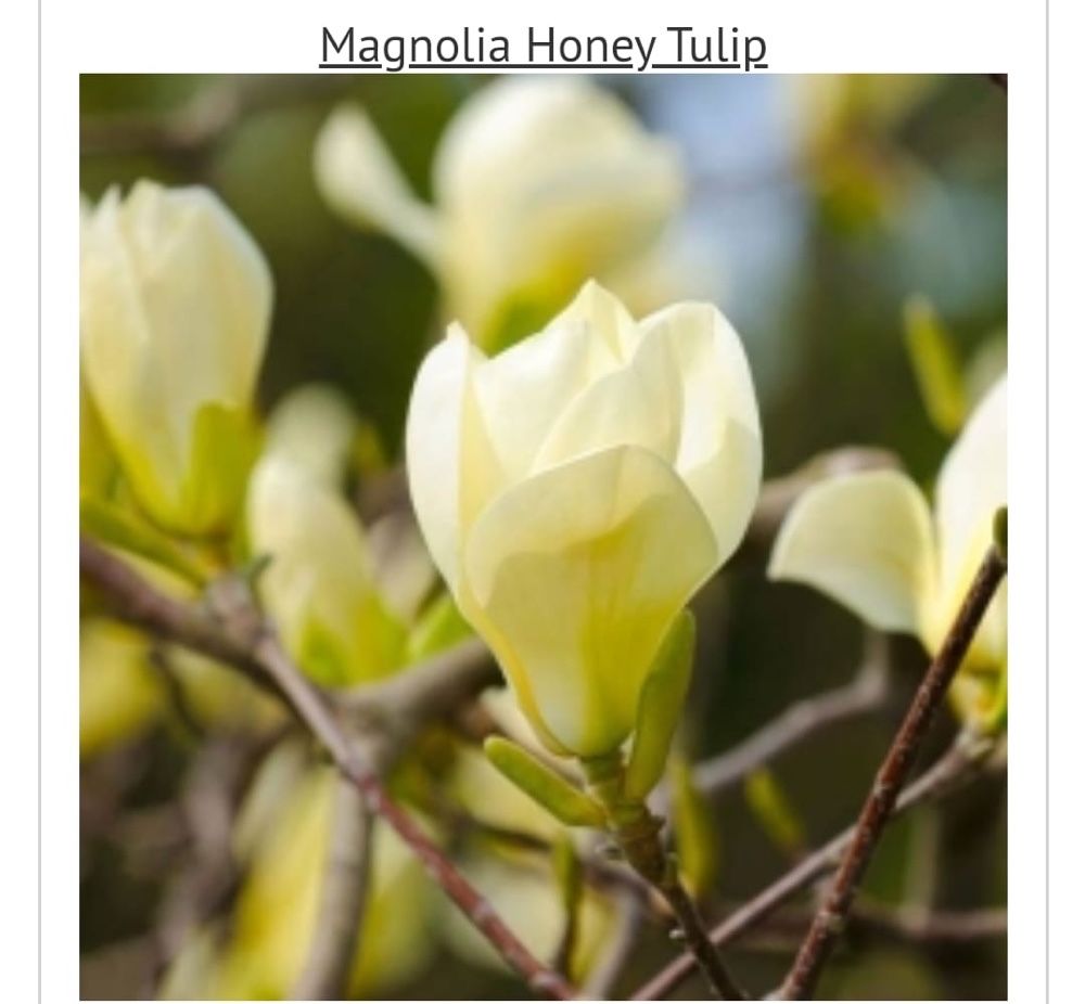 Magnolia puiet cu radacina