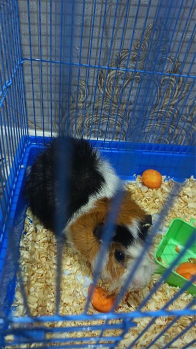 Морская Свиня -Денгиз чучкаси