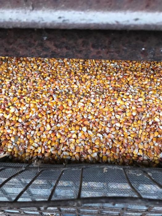 Porumb boabe 2025 KVS