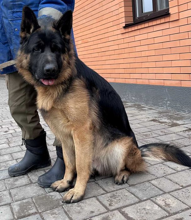 продам кобеля немецкой овчарки