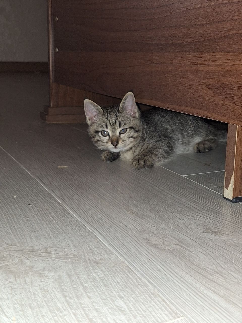 Породистые котята, цена договорная