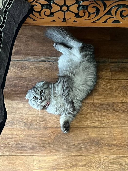Кошка породная Туретцкая ангора+шеншила