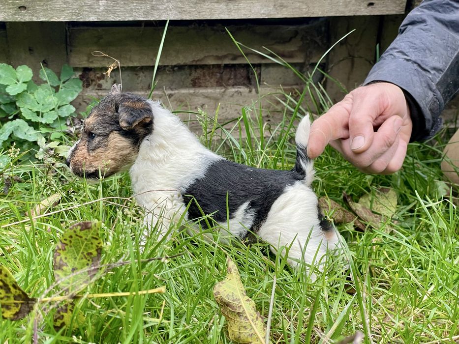 Fox Terrier Sarmos