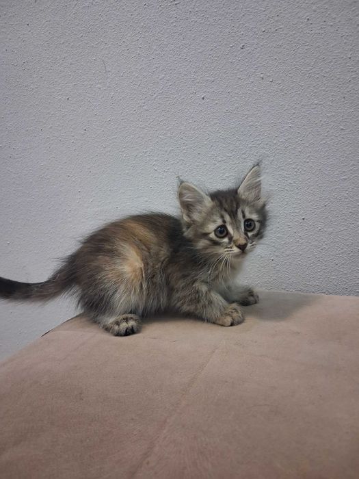 Котята Даром! Отдам в хорошие руки!