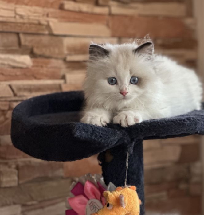 Регдол  / Ragdoll /  котенца