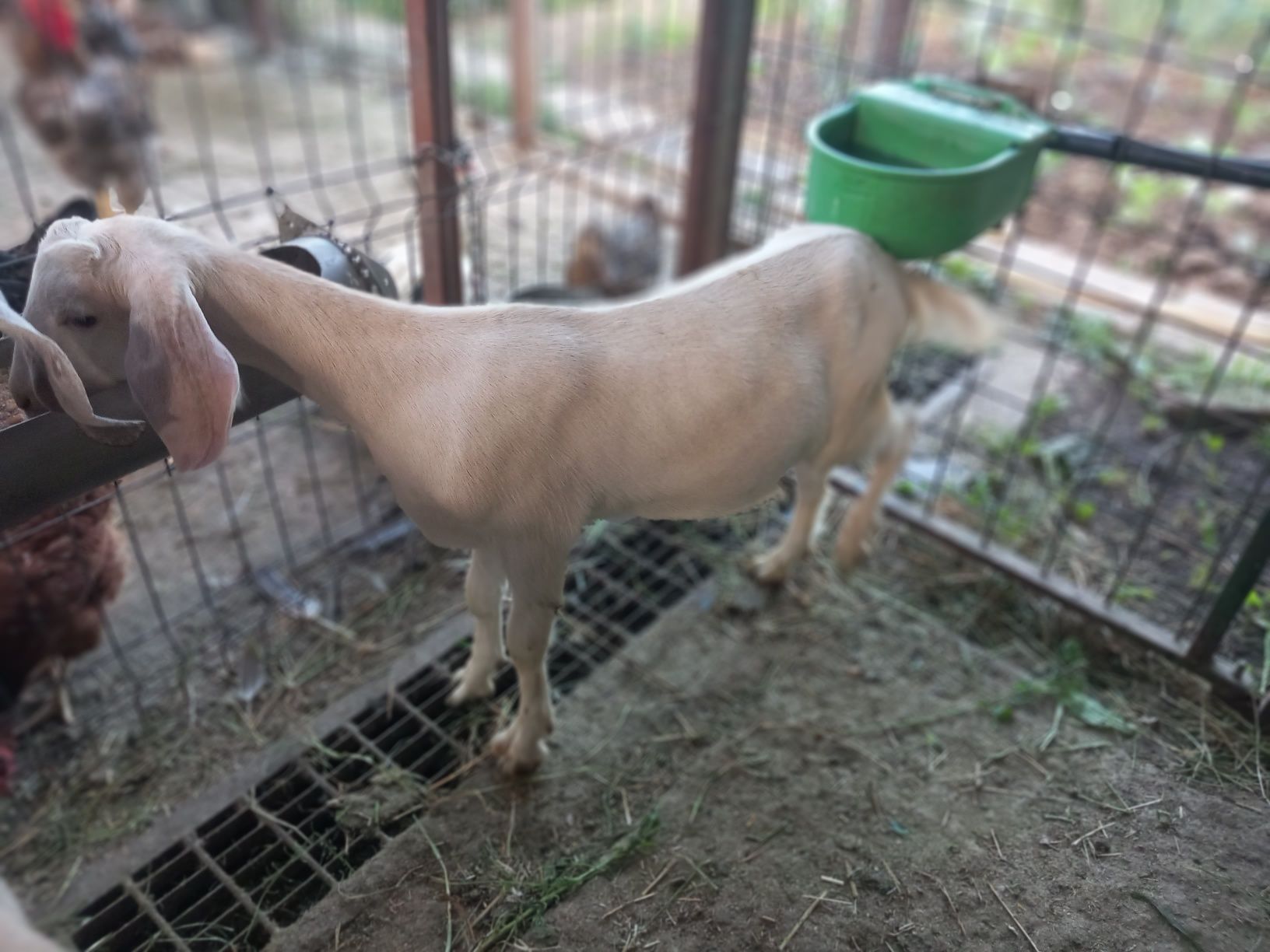 Doi tapi si doua iedite de vanzare