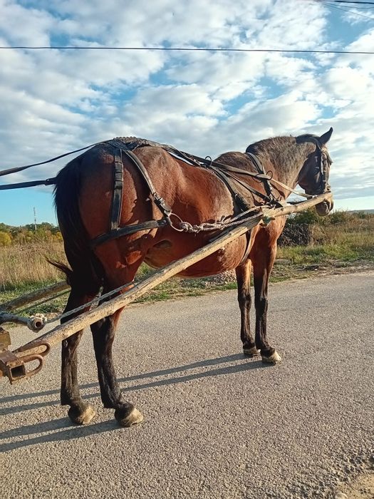 Vând iapa gestantă