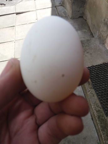 Яйца за разплод от кокошки Легхорн.