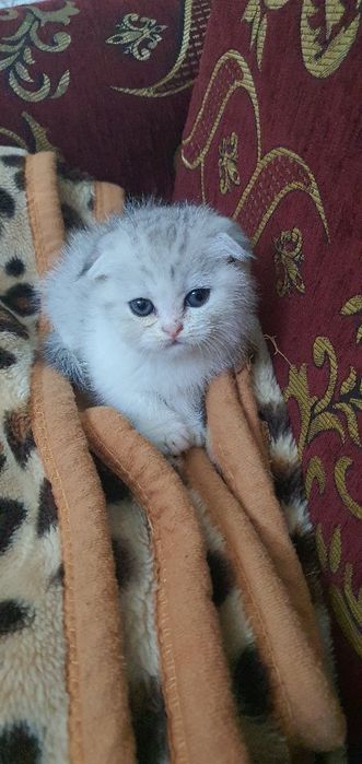 Skotish fold shinshila