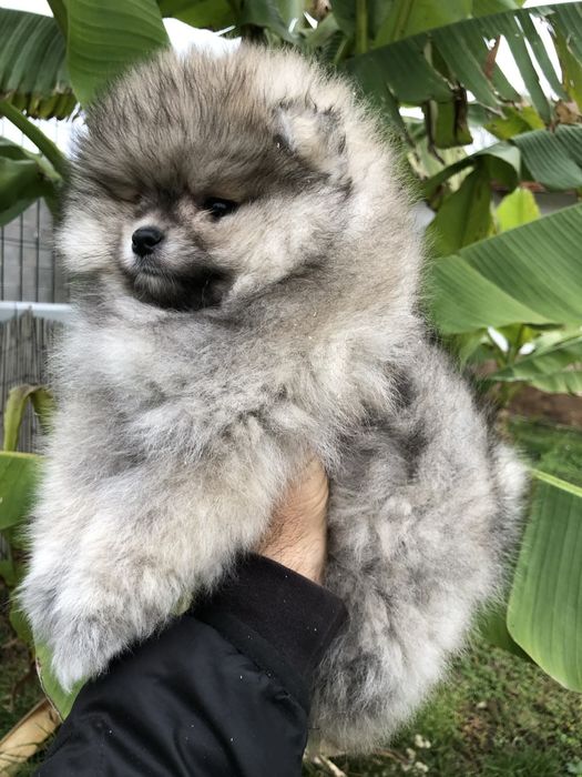 Померан бебе момче