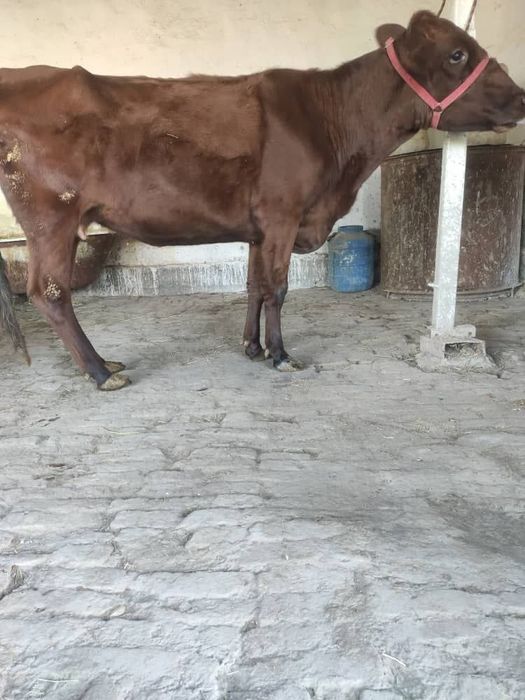 Ona bola sigir sotiladi