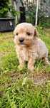 Vând femela Maltipoo