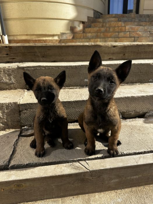 Бельгийская овчарка малинуа