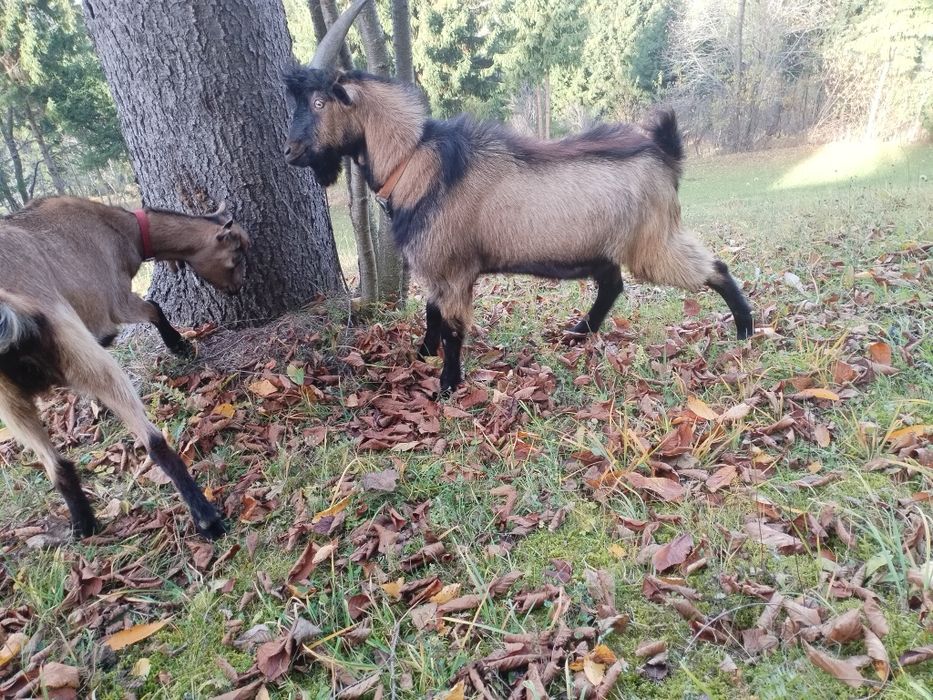 Vând țap de anul ăsta