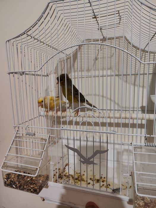 Хар хил канарейкалар бор жуфтлар хам бор