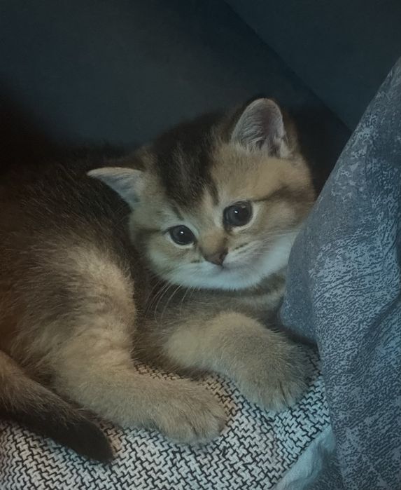 Золотая шиншилла девочка