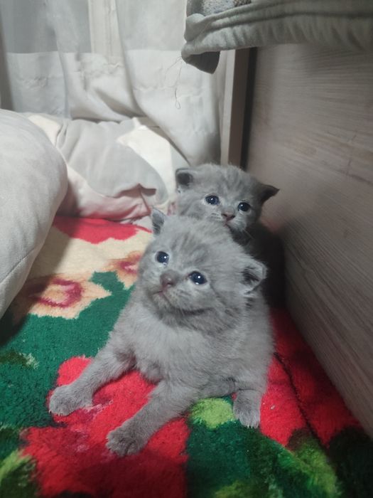 Котята скотиш страйт