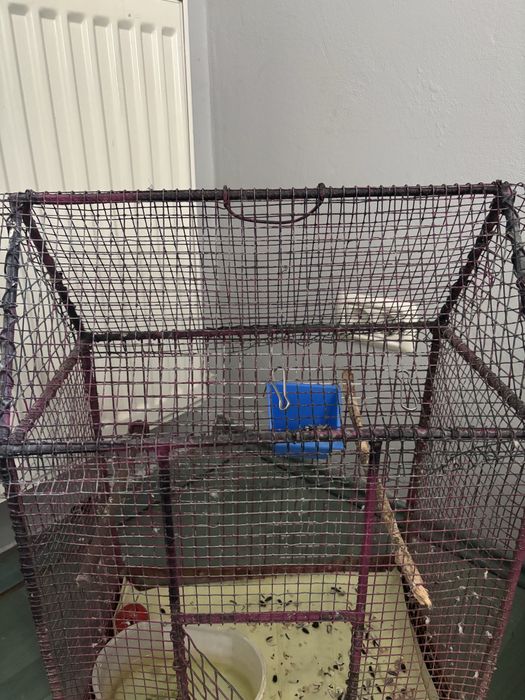 Papagal Micul Alexandru