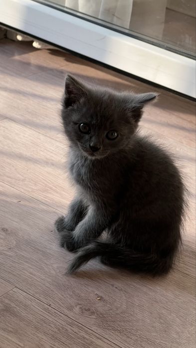 Кошка мысық мысык бесплатно кошки