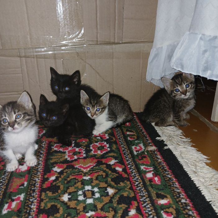 Котята отдаются в добрые и надёжные руки