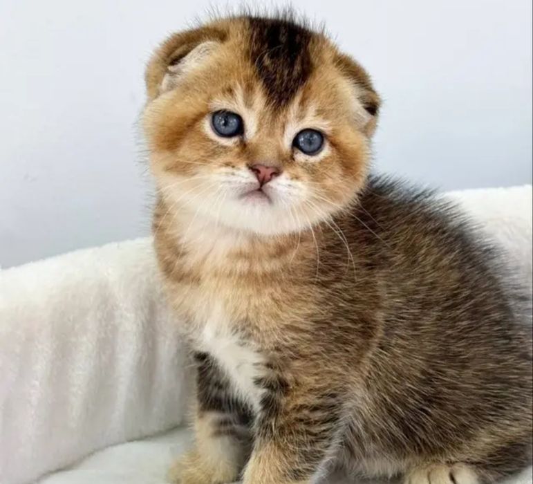 Продаётся Шотландский  котёнок Скоттиш Фолд .