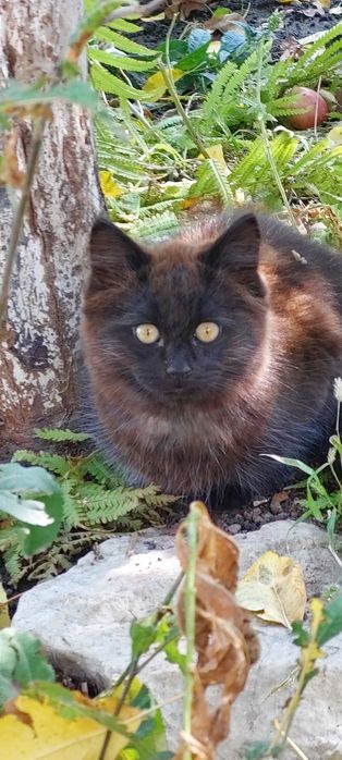 Отдадим в хорошие руки