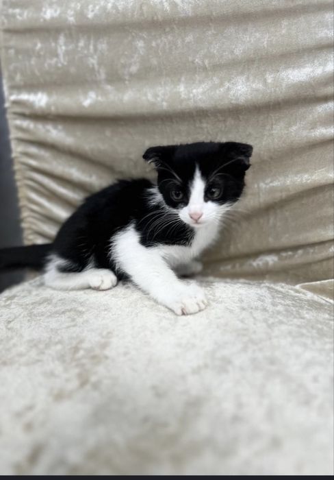 Британской пароды котёнок, весло ухи, отдам в хорошие руки