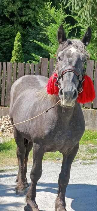 De vanzare manza de 3 ani